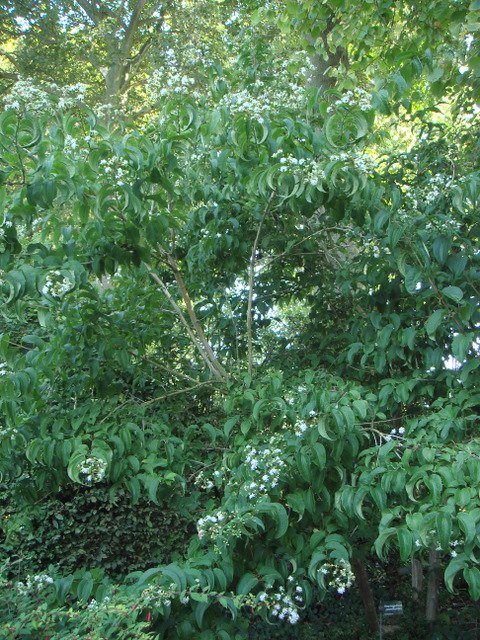 Heptacodium jasminoides